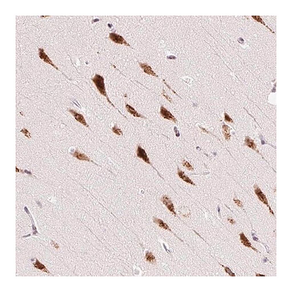 Merck Anti-RPL41 antibody produced in rabbit