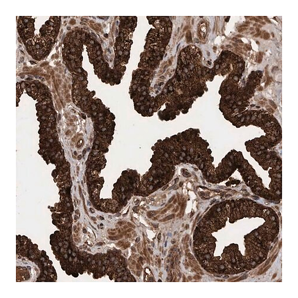 Merck Anti-VBP1 antibody produced in rabbit