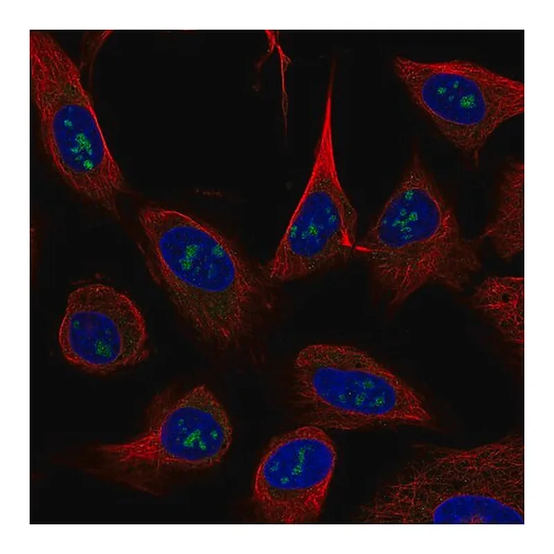 Merck Monoclonal Anti-USP46 antibody produced in mouse