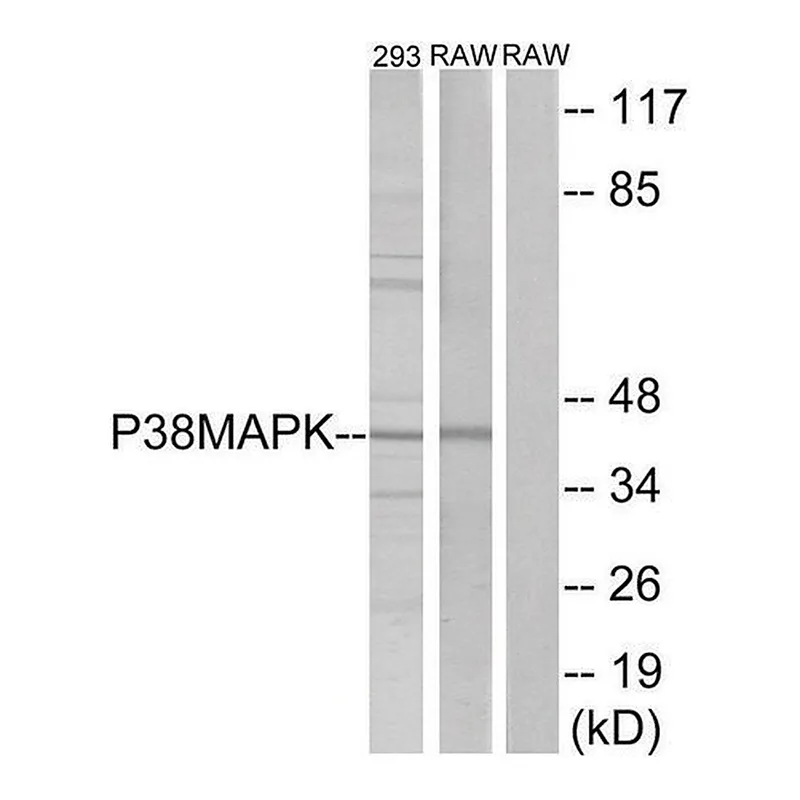 Merck Anti-p38 MAPK antibody produced in rabbit