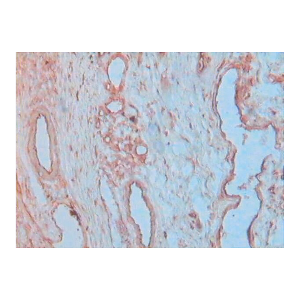 Merck Anti-VE-Cadherin (CD144) antibody produced in rabbit