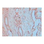 Merck Anti-VE-Cadherin (CD144) antibody produced in rabbit