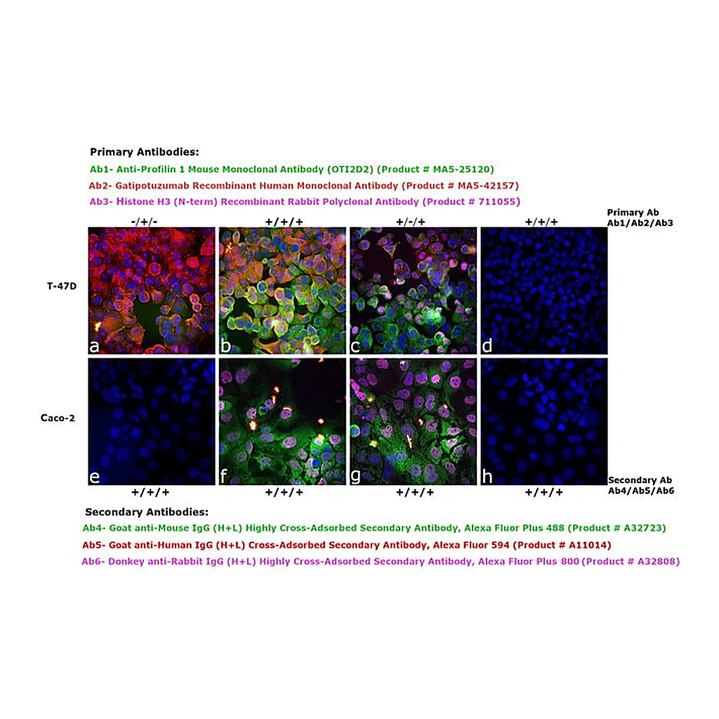 Thermo Fisher Scientific Goat anti-Human IgG (H+L) Cross-Adsorbed Secondary Antibody, Alexa Fluor 594