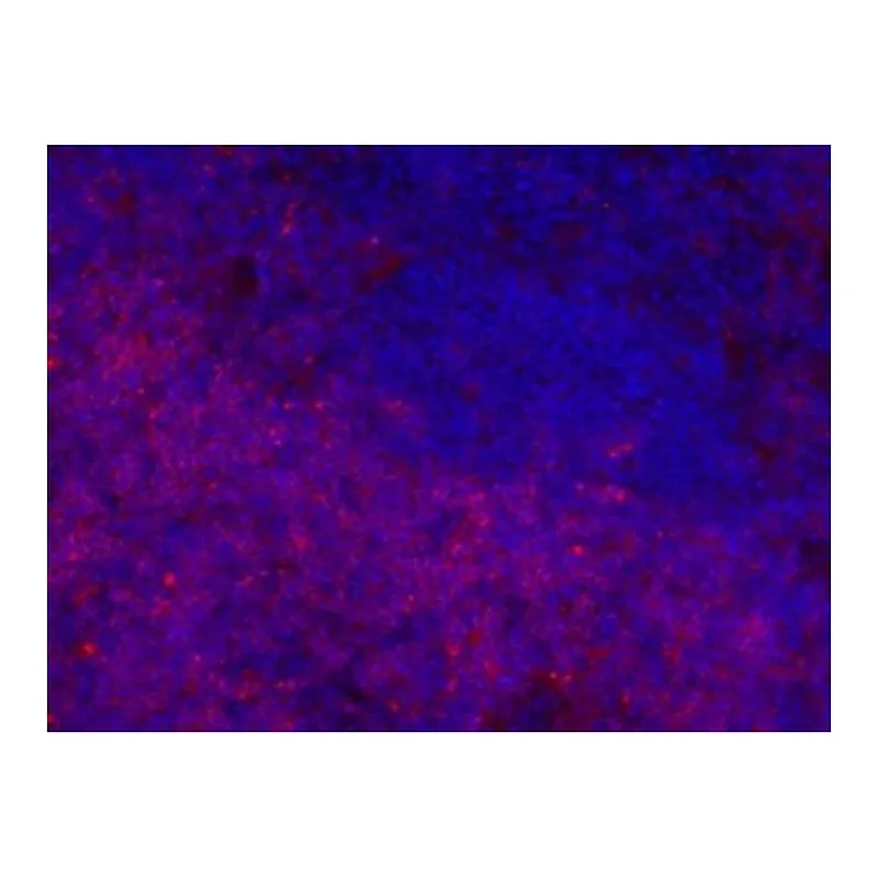 Thermo Fisher Scientific Mouse anti-Rat IgG2b Secondary Antibody, eFluor 660, eBioscience