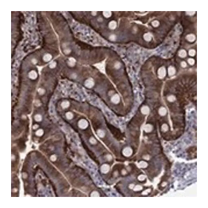 Merck Anti-EIF4E3 antibody produced in rabbit
