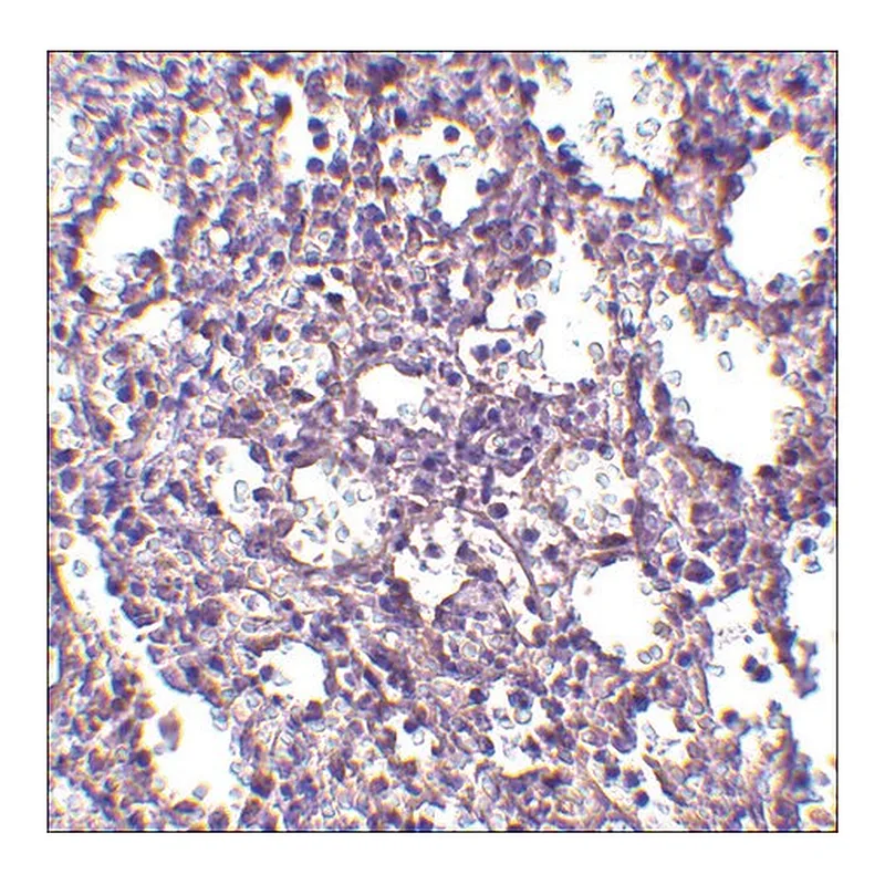 Merck Anti-STIM2 (ab2) antibody produced in rabbit