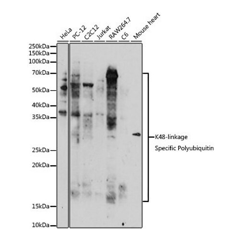 Merck Anti-K48-linkage Specific Polyubiquitin antibody produced in rabbit