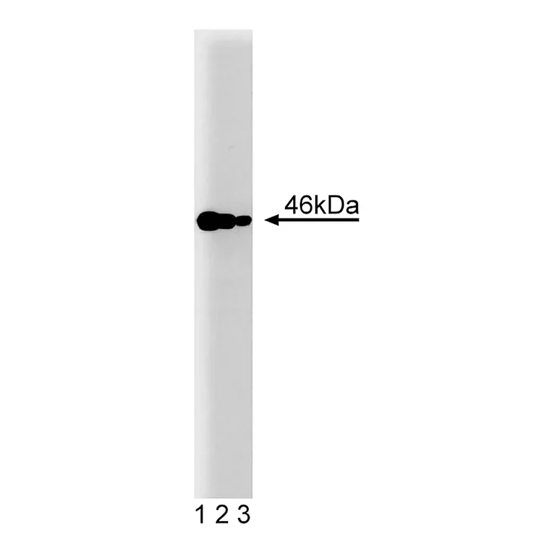 BD Purified Mouse Anti-IAK1