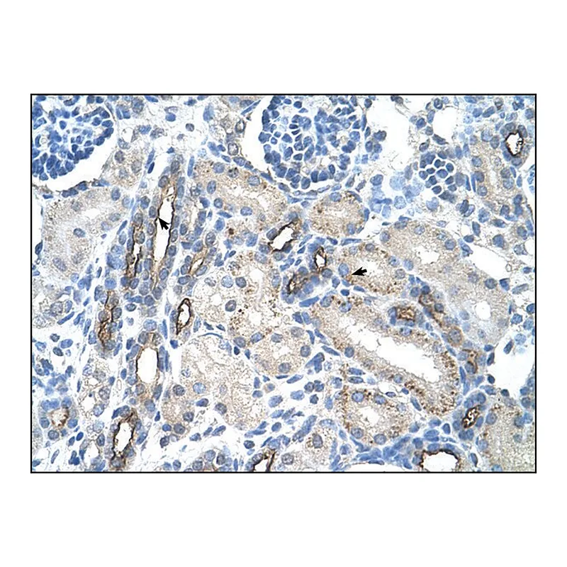 Merck Anti-MUC1 (AB2) antibody produced in rabbit