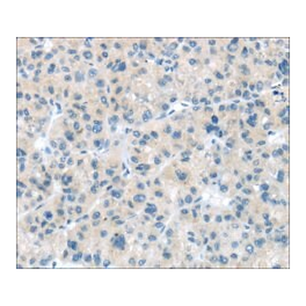 Merck ANTI-CD63
