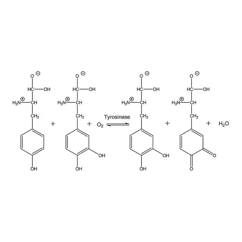 Merck Tyrosinase from mushroom