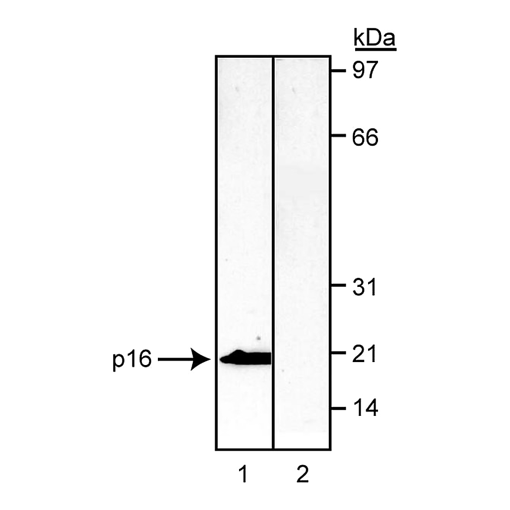 BD Purified Mouse Anti-Human p16