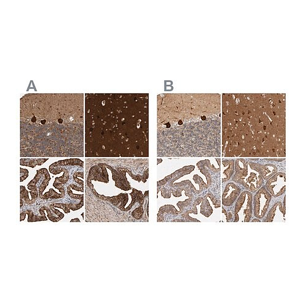 Merck Anti-BAIAP2 antibody produced in rabbit