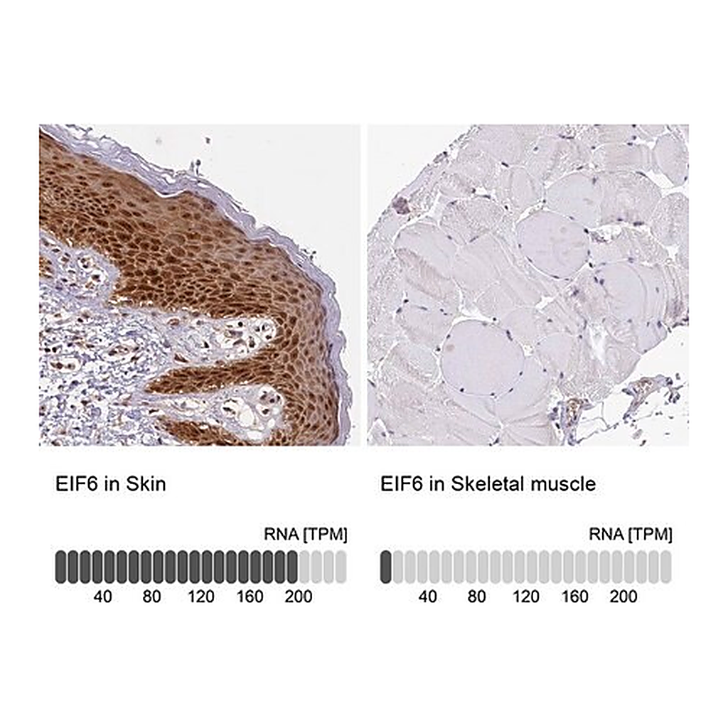 Merck Anti-EIF6 antibody produced in rabbit