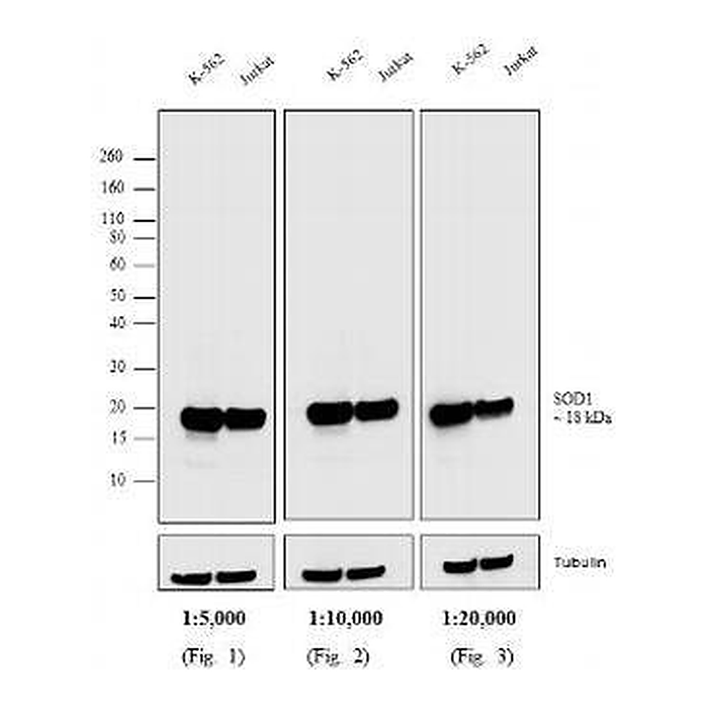 Thermo Fisher Scientific F(ab`)2-Goat anti-Mouse IgG, IgM (H+L) Cross-Adsorbed Secondary Antibody, HRP