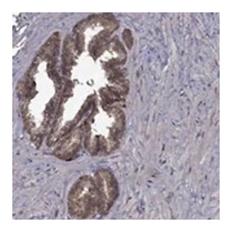 Merck Anti-GPAA1 antibody produced in rabbit