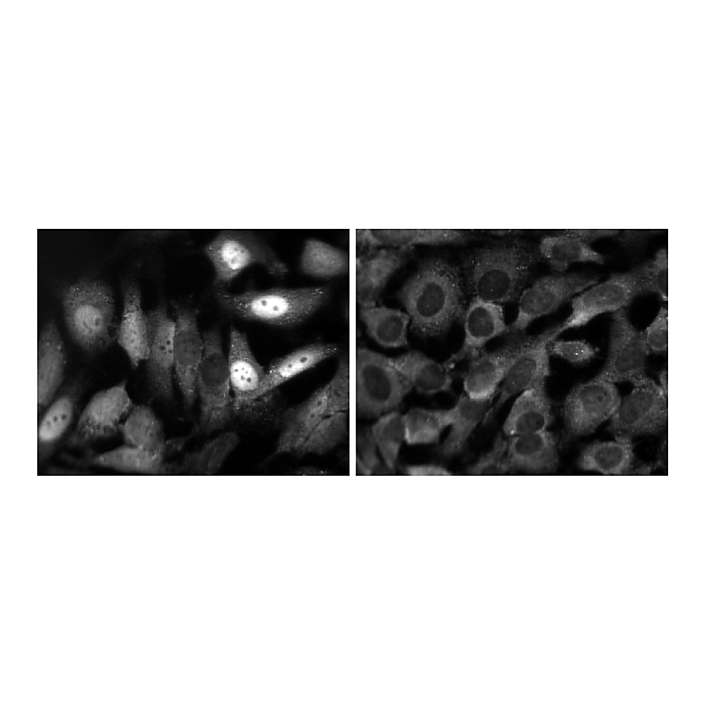 BD Purified Mouse Anti-Stat1