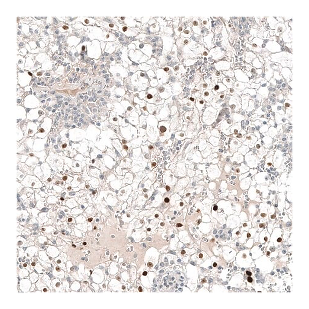 Merck Monoclonal Anti-PAX8 antibody produced in mouse