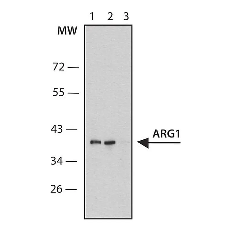 Merck Anti-ARG1 antibody, Mouse monoclonal