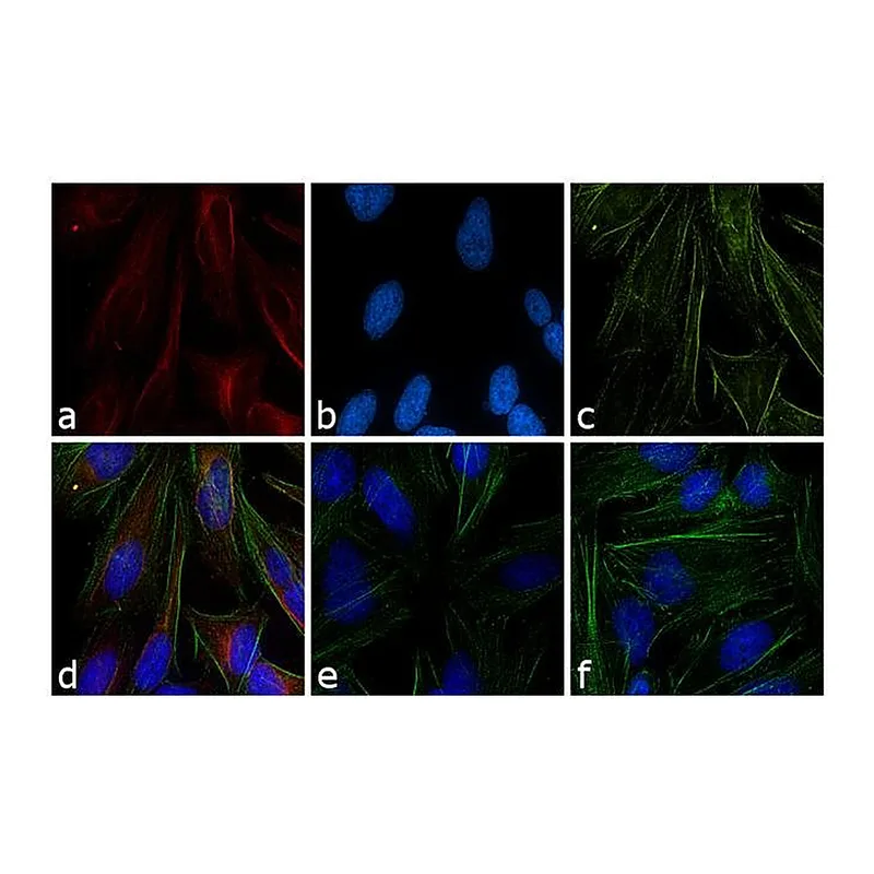 Thermo Fisher Scientific Goat anti-Mouse IgG (H+L) Cross-Adsorbed Secondary Antibody, TRITC