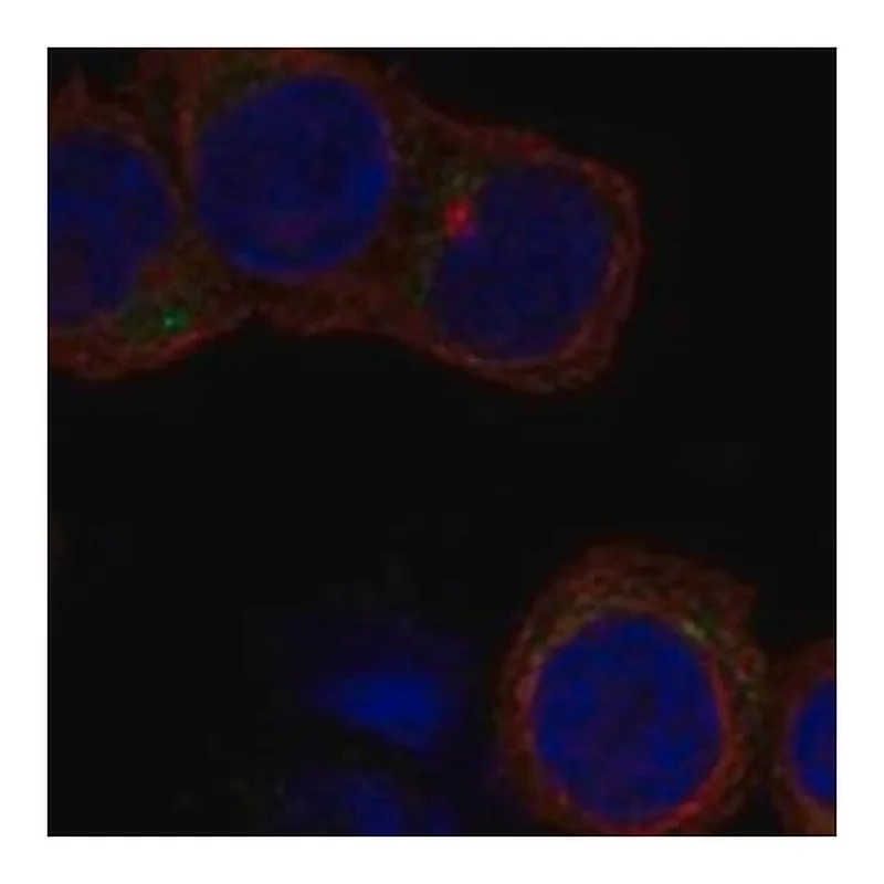Merck Anti-GP5 antibody produced in rabbit