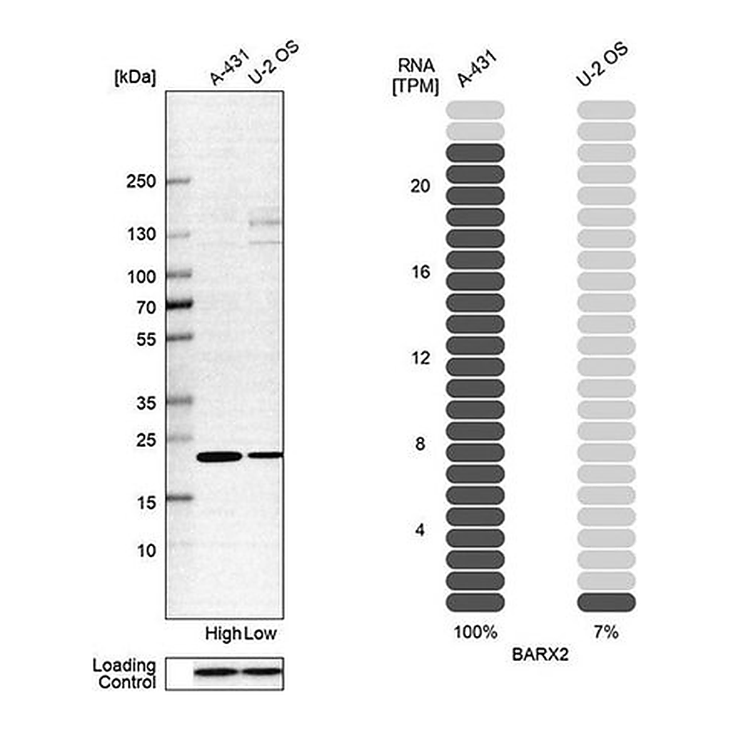 Merck Anti-BARX2 antibody produced in rabbit