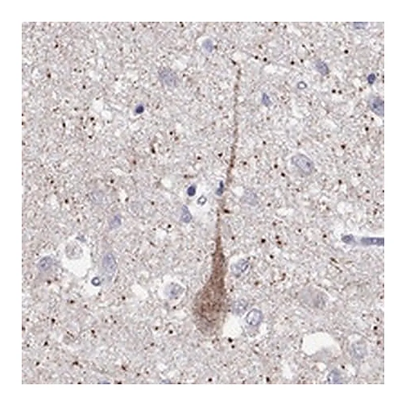 Merck Anti-MC3R antibody produced in rabbit