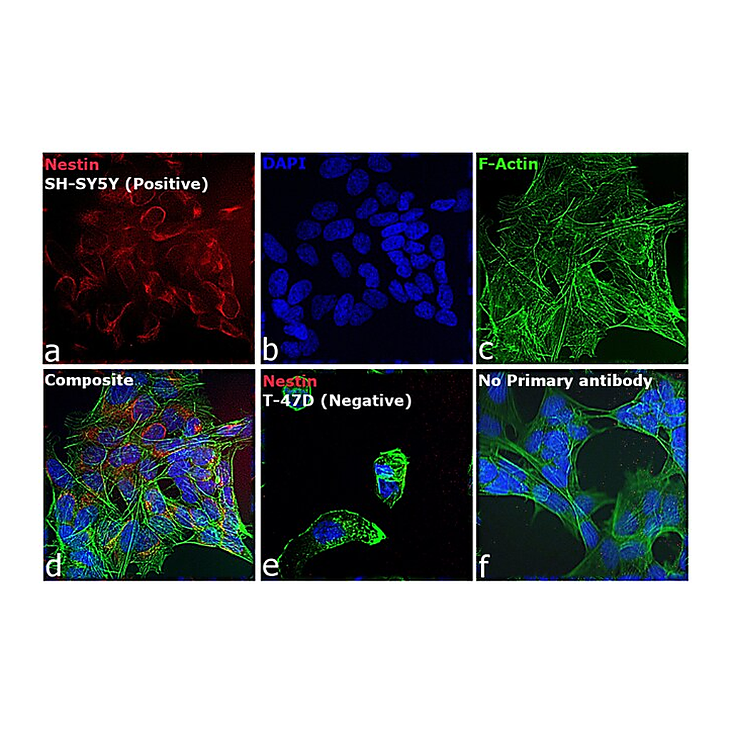 Thermo Fisher Scientific Donkey anti-Mouse IgG (H+L) Highly Cross-Adsorbed Secondary Antibody, Alexa Fluor 680