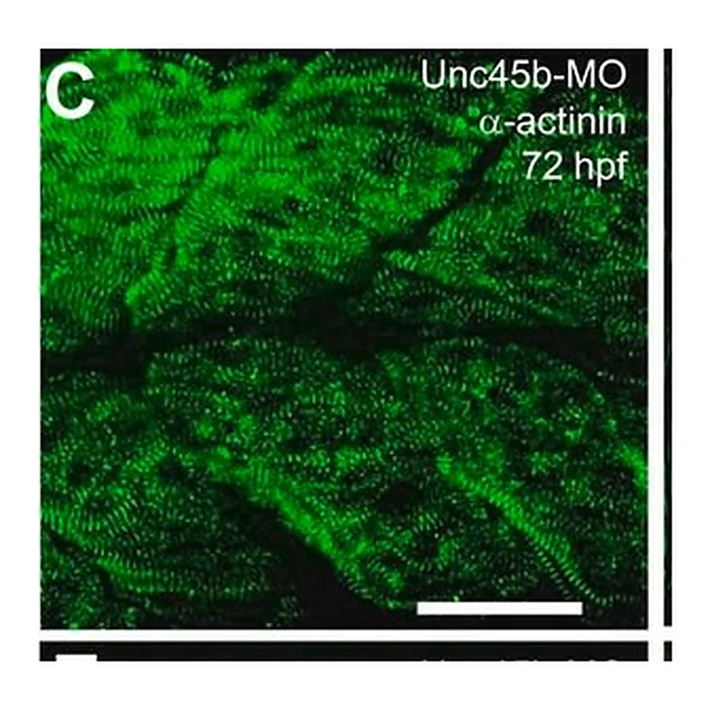 Merck MOUSE MONOCLONAL ANTI-A-ACTININ &