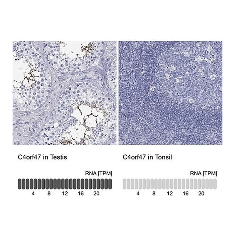 Merck Anti-C4ORF47 antibody produced in rabbit