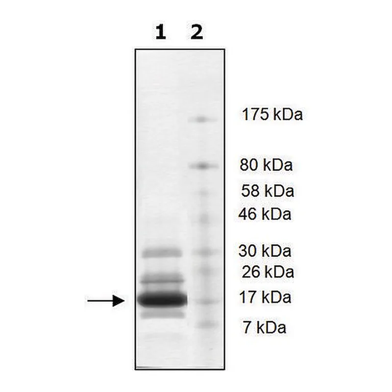 Merck Histone H2b full length human