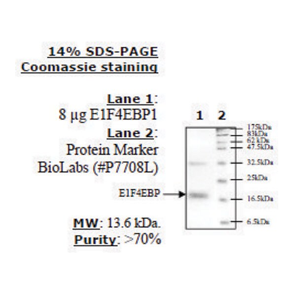 Merck 4EBP1 Active human