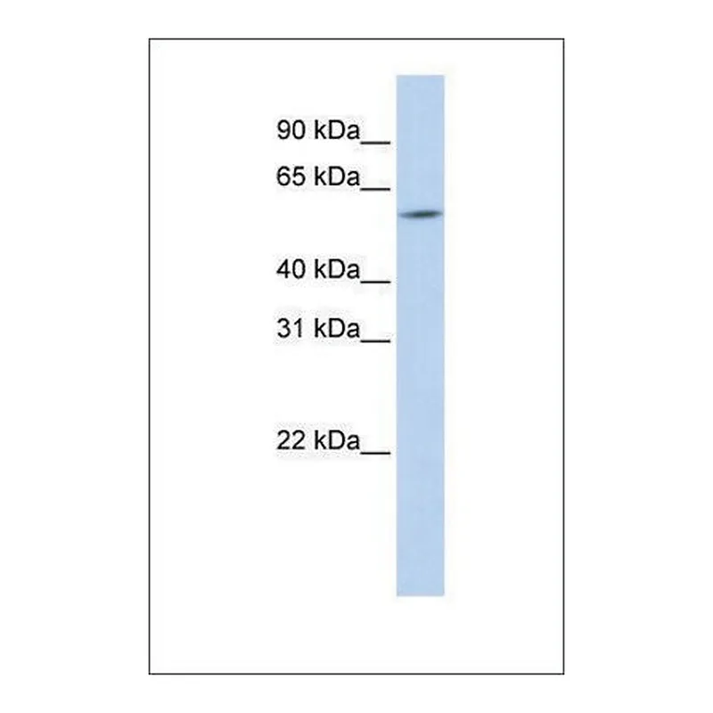 Merck Anti-ARX antibody produced in rabbit