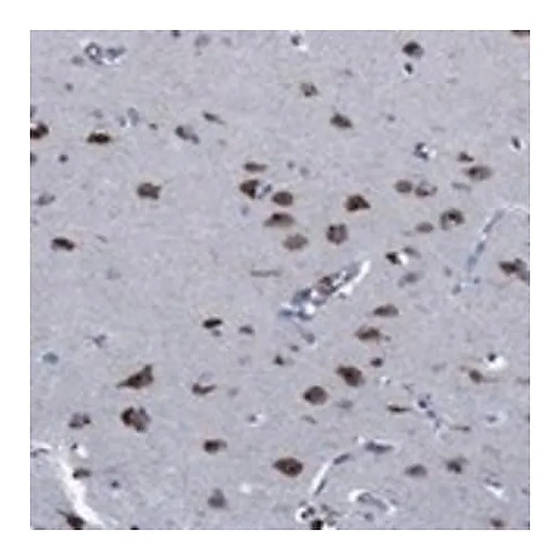 Merck Anti-PNMA8A antibody produced in rabbit