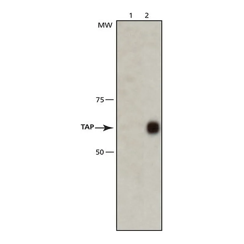 Merck Anti-TAP antibody, Mouse monoclonal