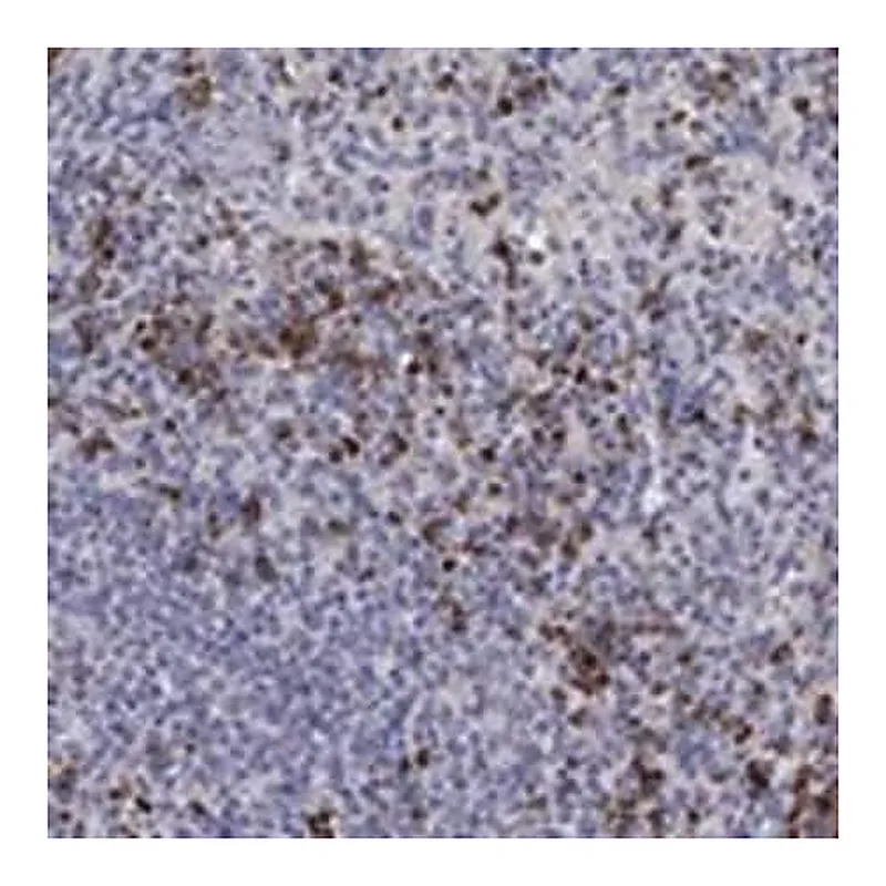Merck Anti-CHIT1 antibody produced in rabbit