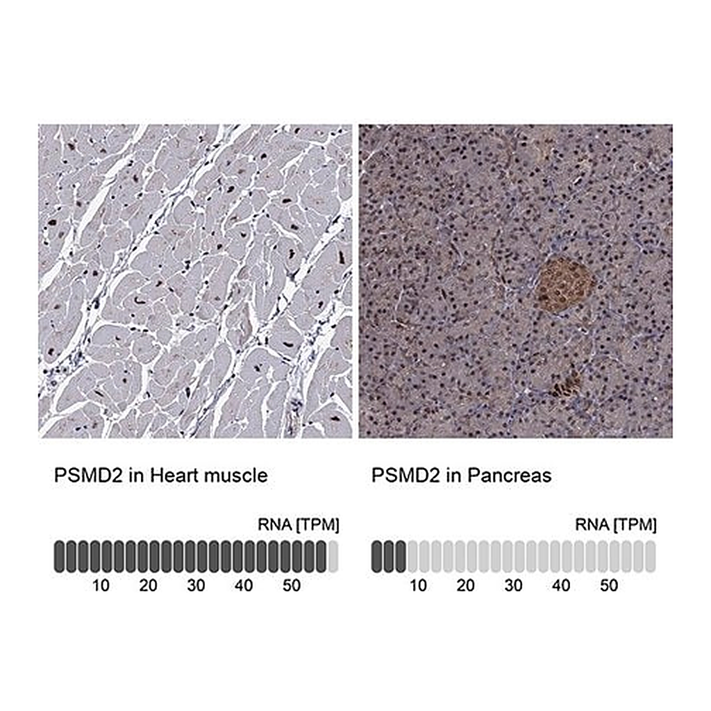 Merck Anti-PSMD2 antibody produced in rabbit