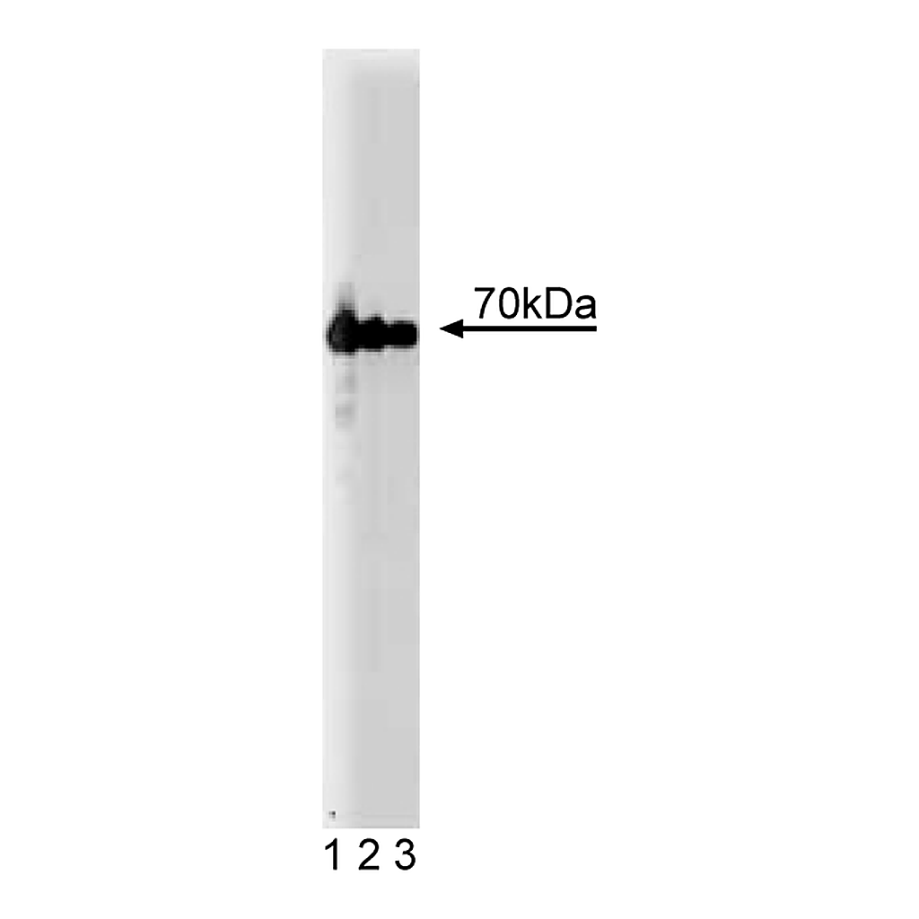 BD Purified Mouse Anti-Annexin VI