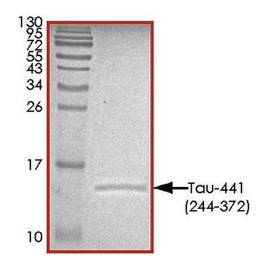 Merck TAU-441 (244-372) PROTEIN