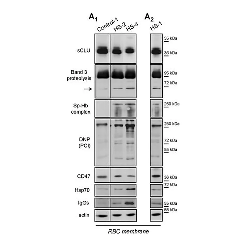 Merck Anti-Human IgG (whole molecule)-Peroxidase antibody produced in rabbit