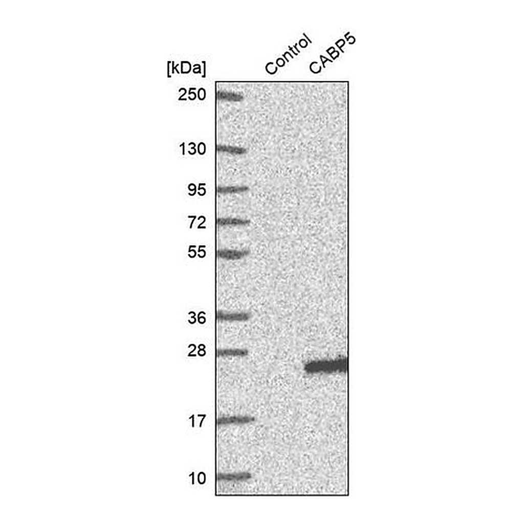 Merck Anti-CABP5 antibody produced in rabbit