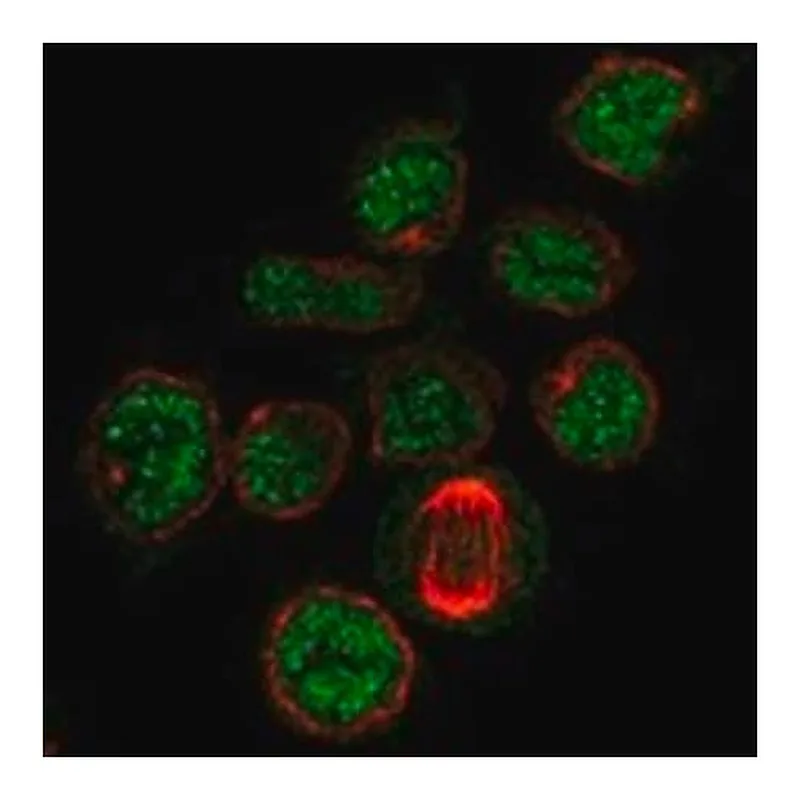 Merck Anti-PDZD7 antibody produced in rabbit