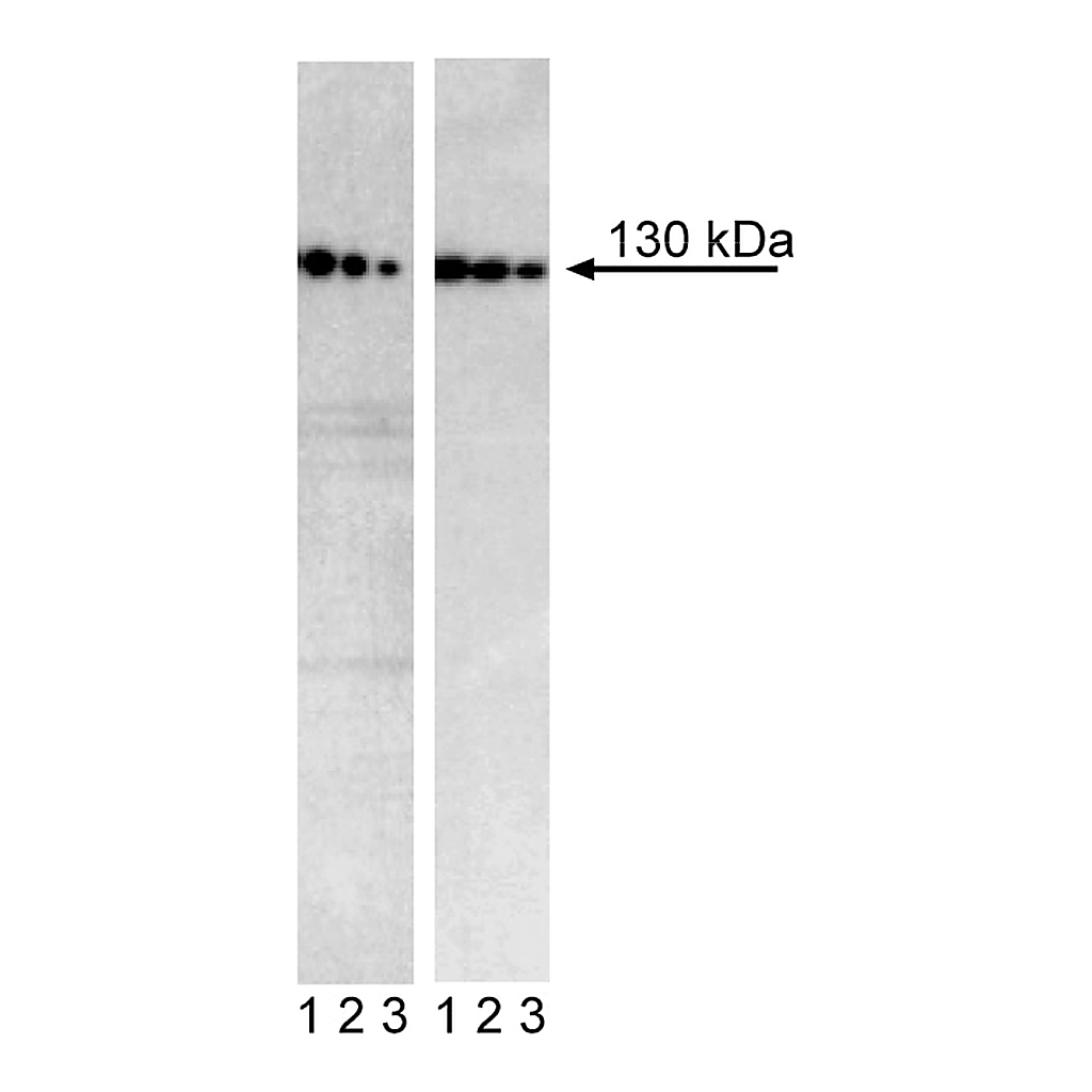 BD Purified Mouse anti-Human CD325