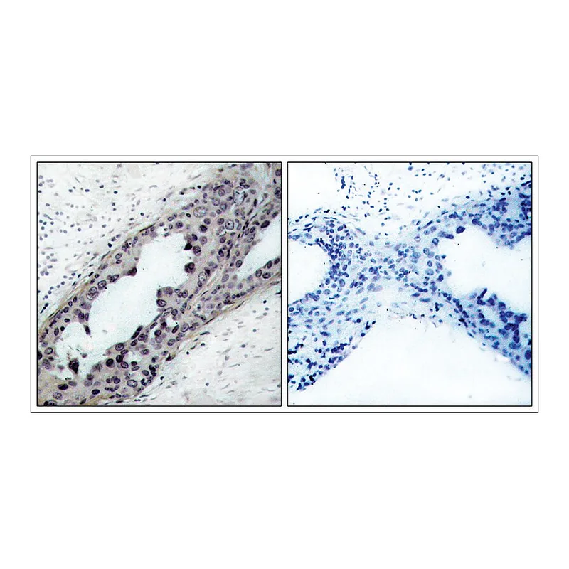Merck Anti-phospho-PTEN (pSer380/pThr382/pThr383) antibody produced in rabbit