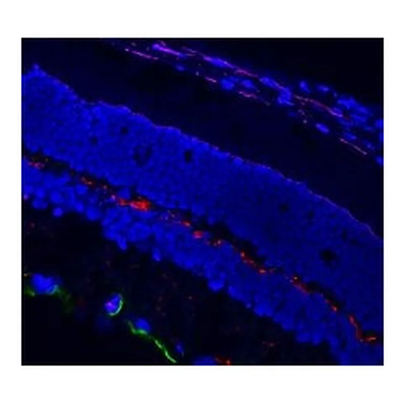 Merck ANTI-RABBIT IGG (H+L), CF568