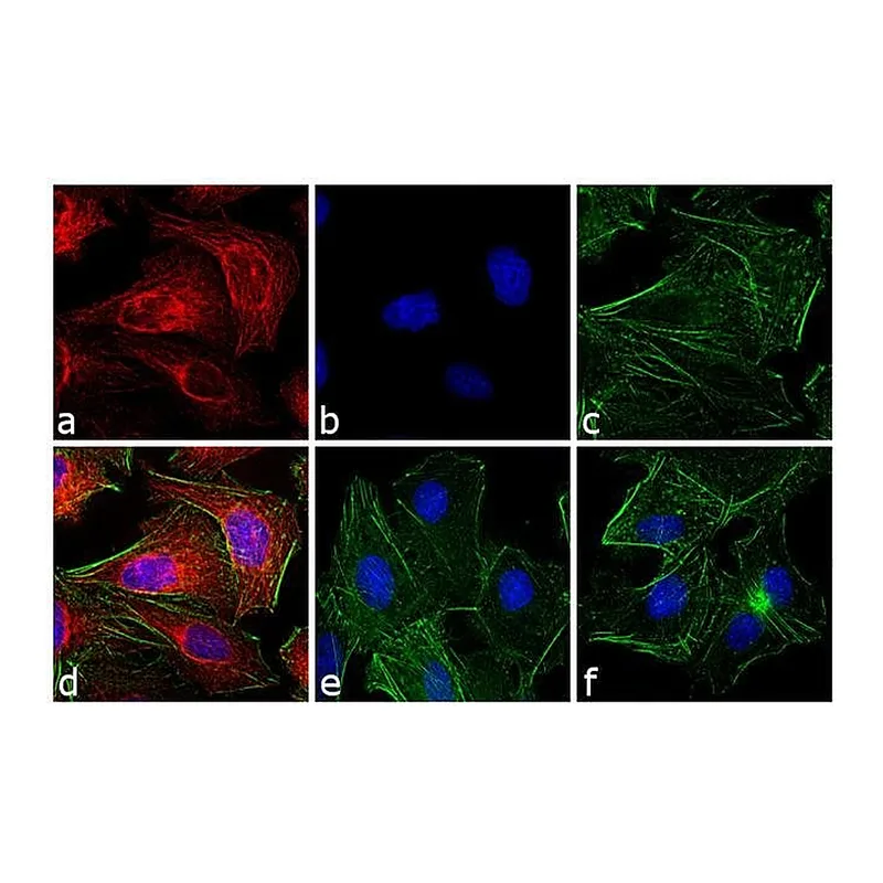 Thermo Fisher Scientific Goat anti-Rat IgG (H+L) Cross-Adsorbed Secondary Antibody, Alexa Fluor 633