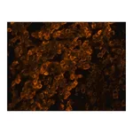 Merck Anti-Goat IgG (whole molecule)-TRITC antibody produced in rabbit