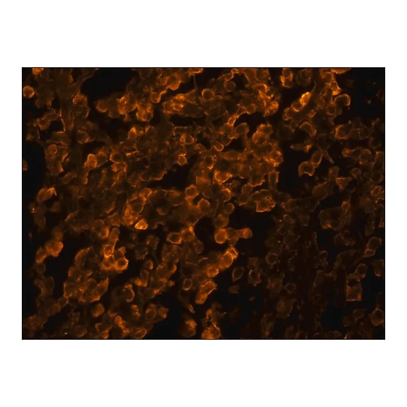 Merck Anti-Goat IgG (whole molecule)-TRITC antibody produced in rabbit