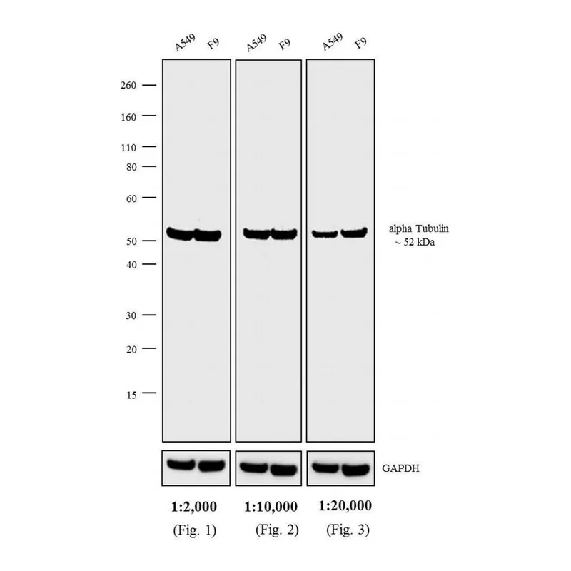 Thermo Fisher Scientific Goat anti-Rat IgG (H+L) Cross-Adsorbed Secondary Antibody, DSB-X Biotin
