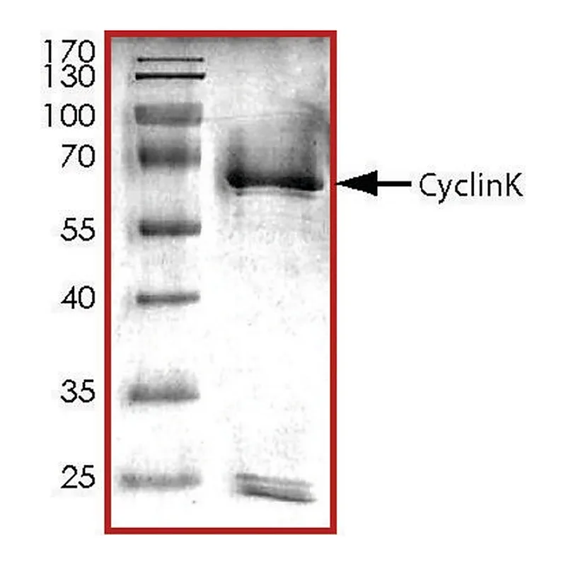 Merck CyclinK, GST tagged human